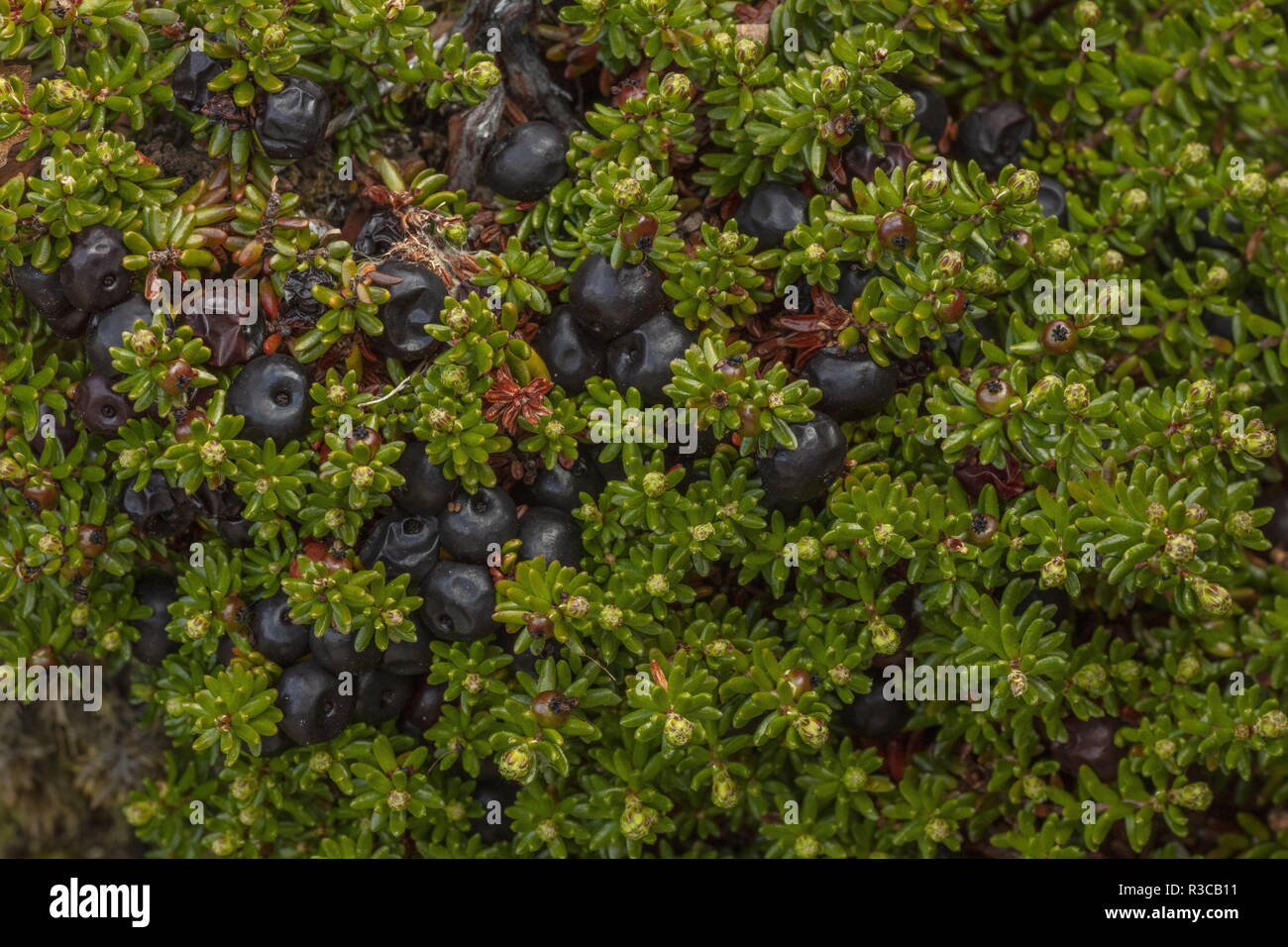 Crowberry, Empetrum nigrum subsp. hermaphroditum, in its upland hermaphrodite form, in fruit. Arctic Sweden. Stock Photo