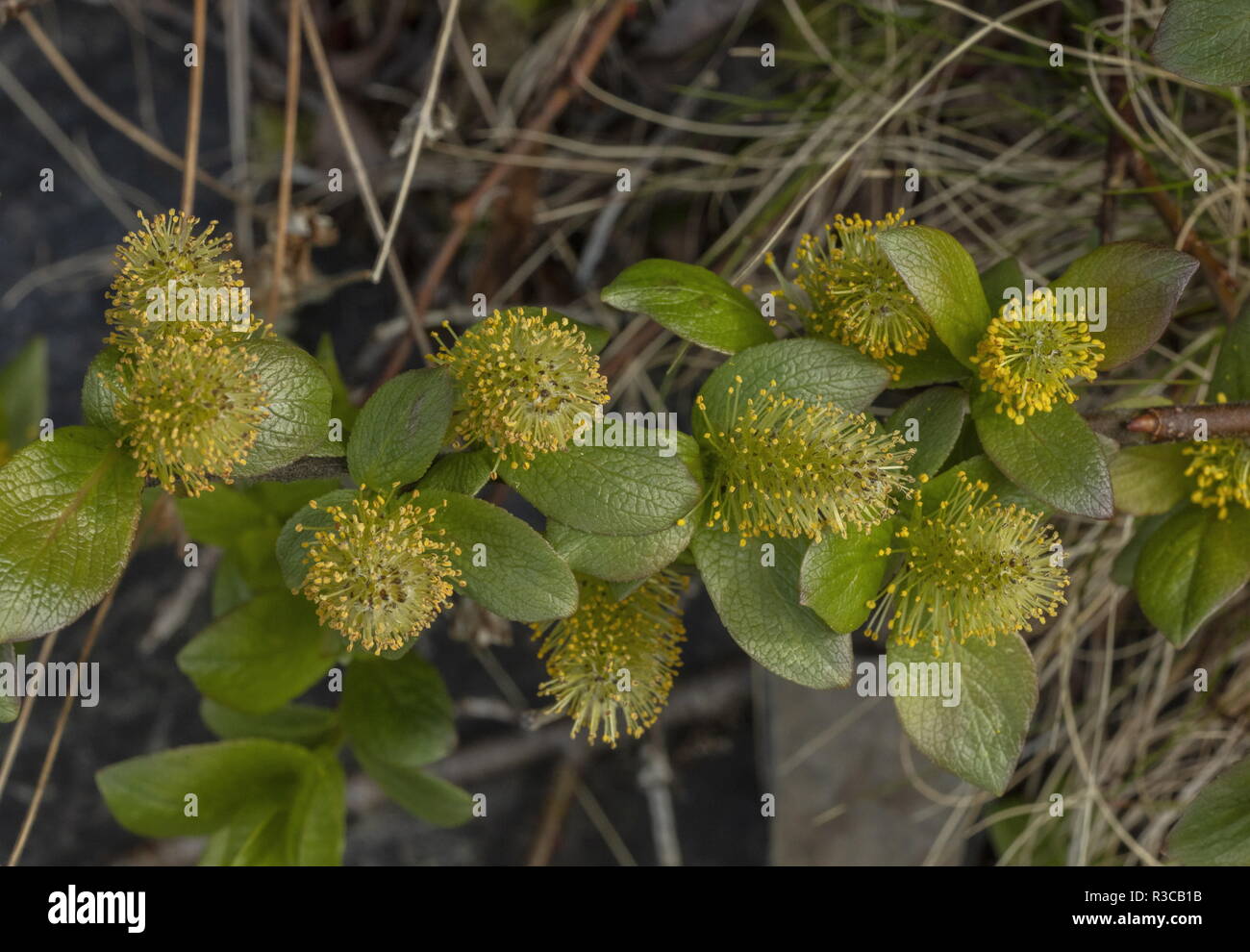 Mountain willow, Salix arbuscula in flower with male catkins. Arctic Sweden. Stock Photo