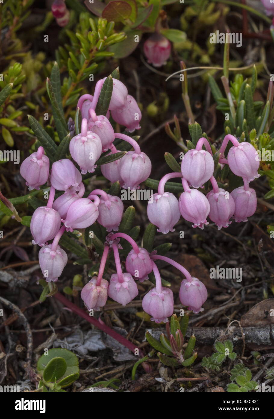Bog Rosemary, Andromeda polifolia in flower in Sphagnum bog. Stock Photo