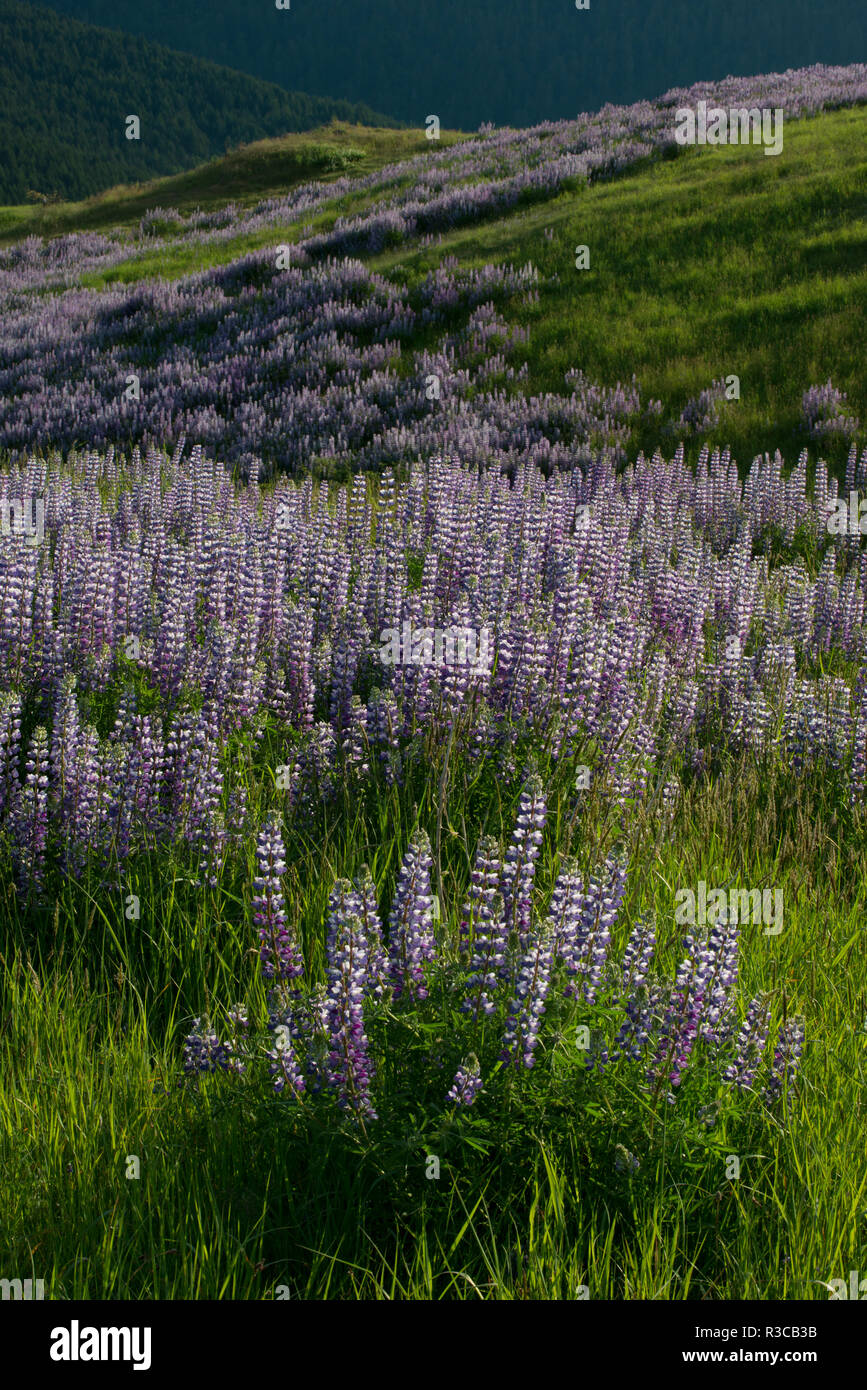 USA, Redwood National Park, California. Lupine blooming on the hillside