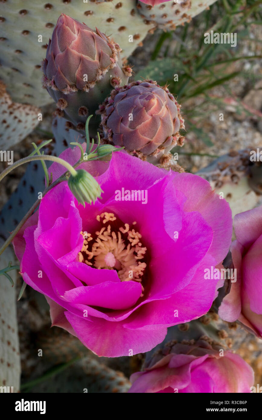 USA, California. Beavertail prickly pear cactus (Opuntia basilaris) in bloom, Anza-Borrego Desert State Park Stock Photo