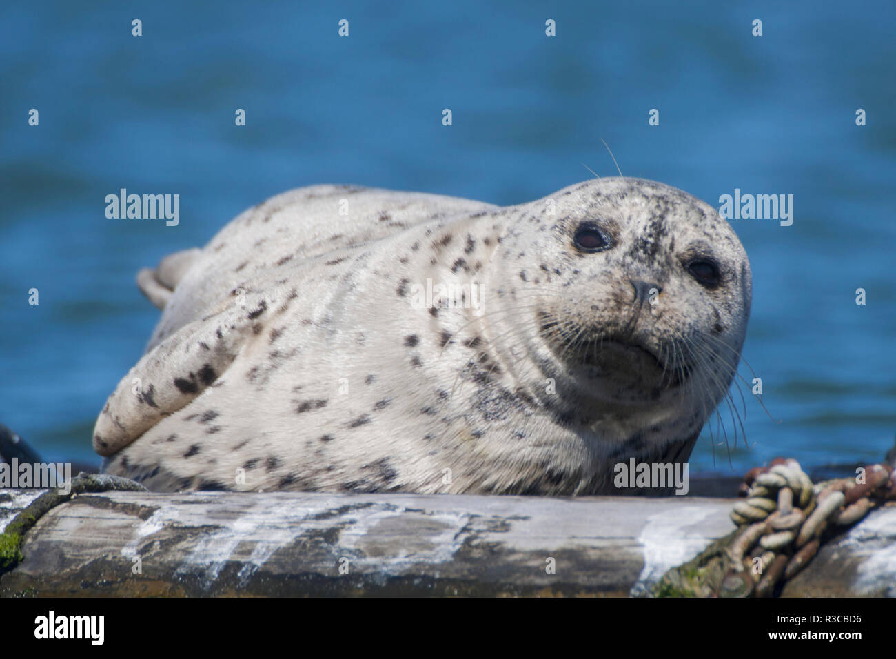 Pacific harbor seal (Phoca vitulina richardii), Sausalito, California, Usa Stock Photo