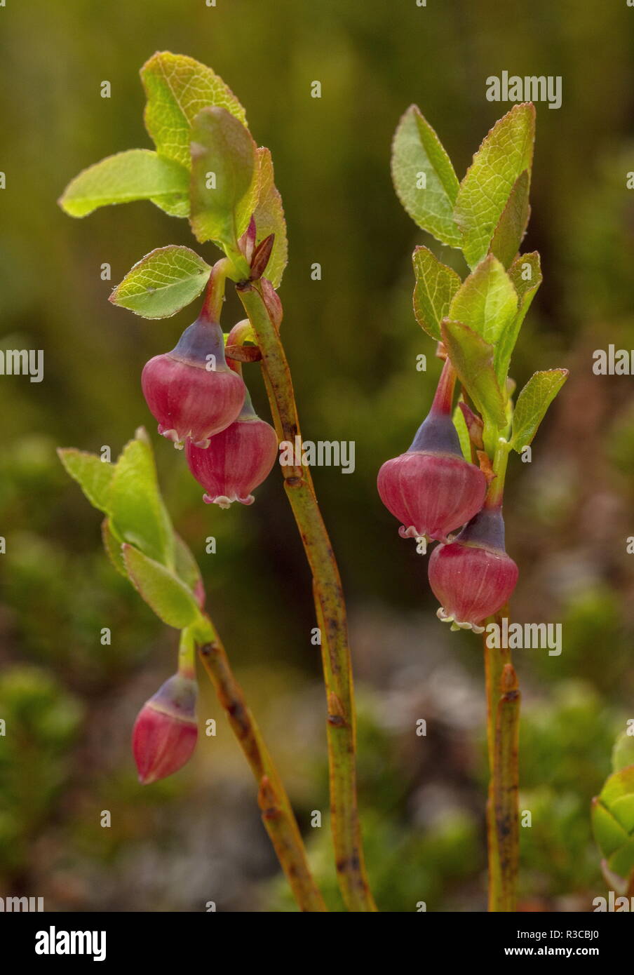 Bilberry, Vaccinium myrtillus, in flower in spring. Stock Photo