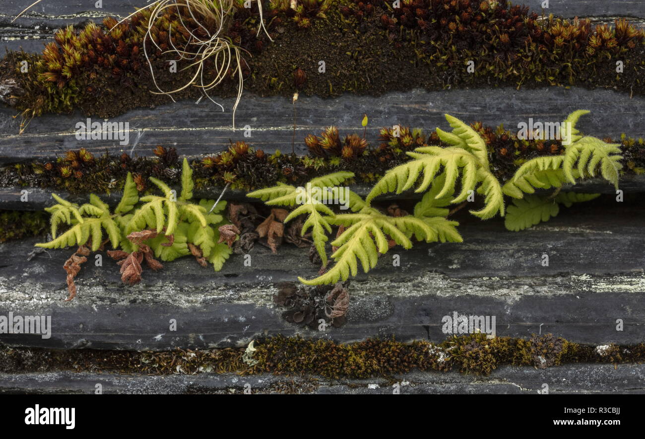 Beech Fern, Phegopteris connectilis, growing along crack in rock. Stock Photo