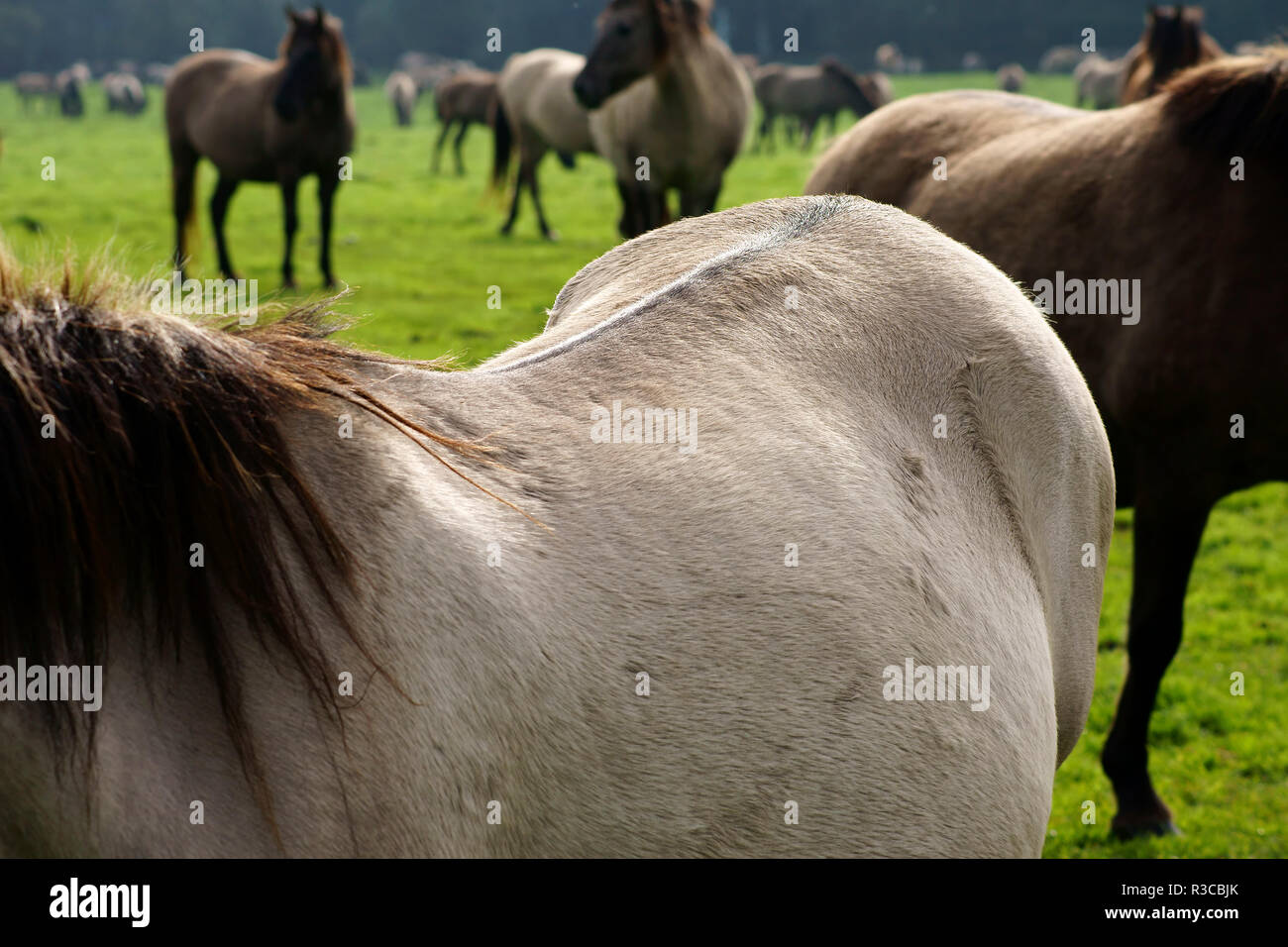 horseback Stock Photo