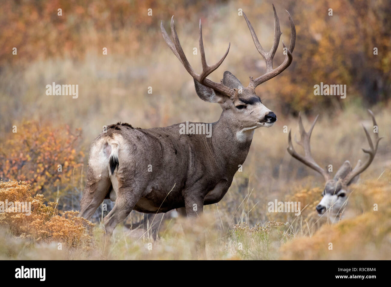 USA, Colorado, Rocky Mountain National Park. Mule deer bucks in grass