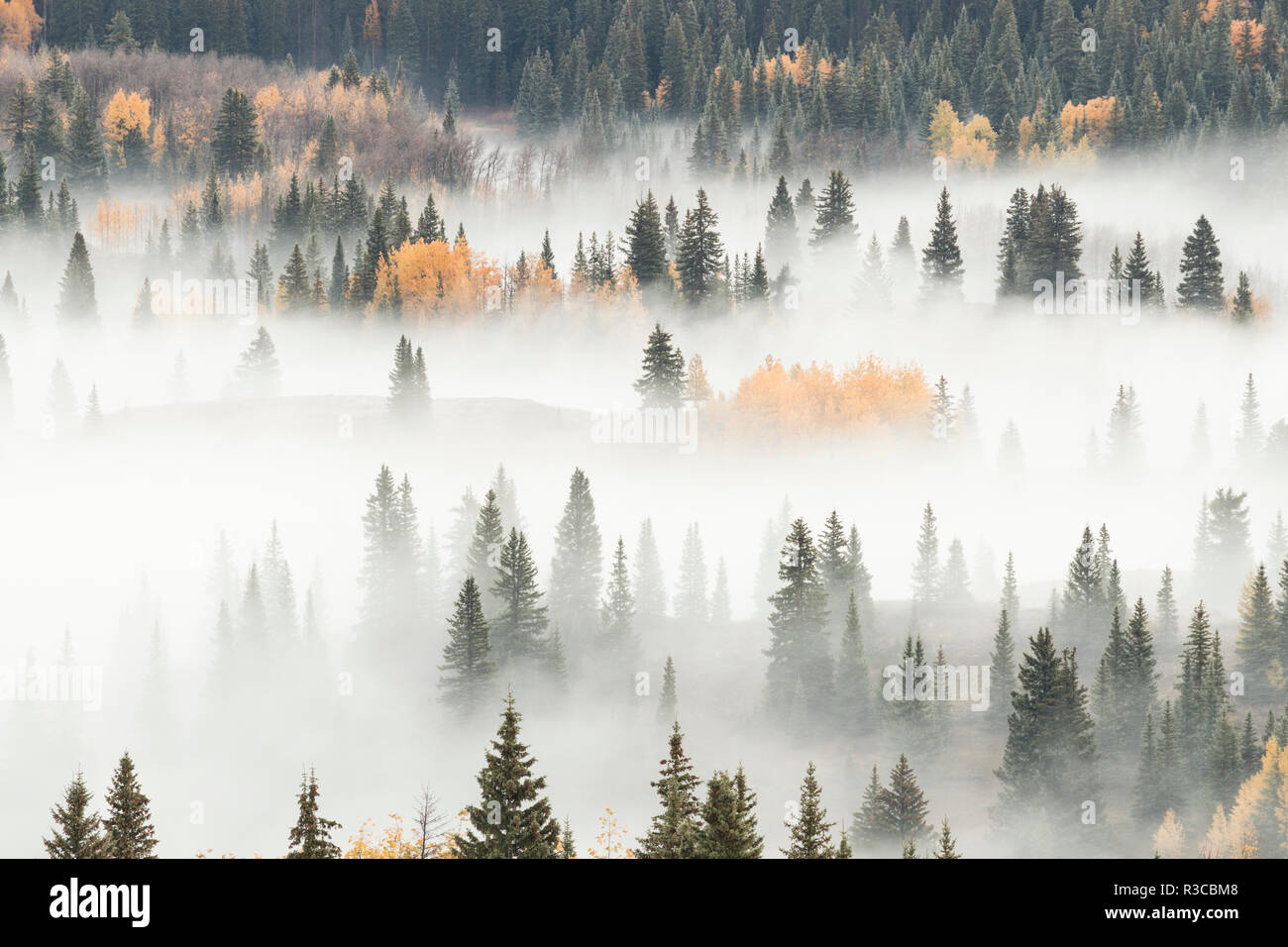 USA, Colorado, San Juan National Forest. Dawn ground fog covers mountain forest. Stock Photo