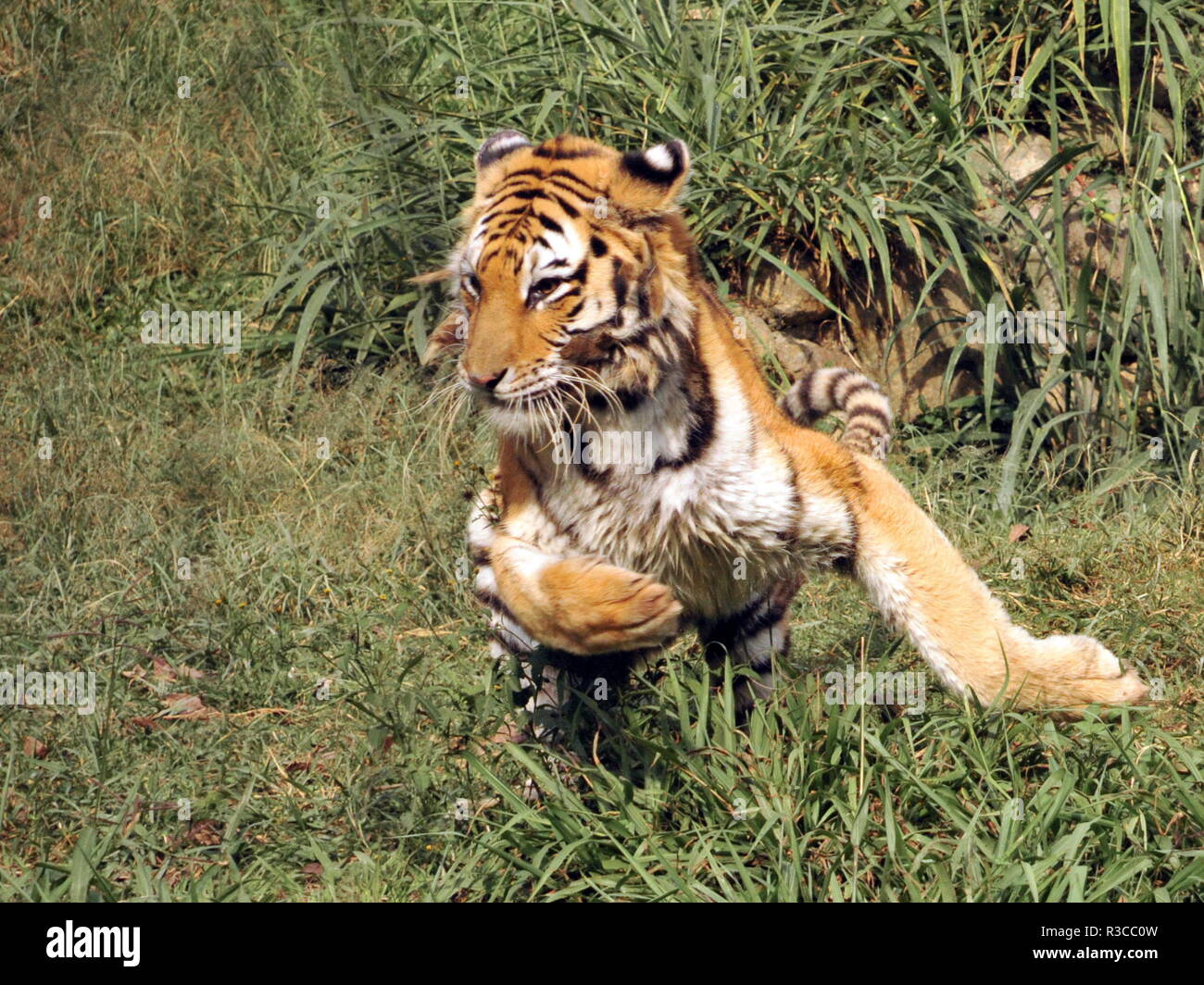 brazil wildlife Stock Photo