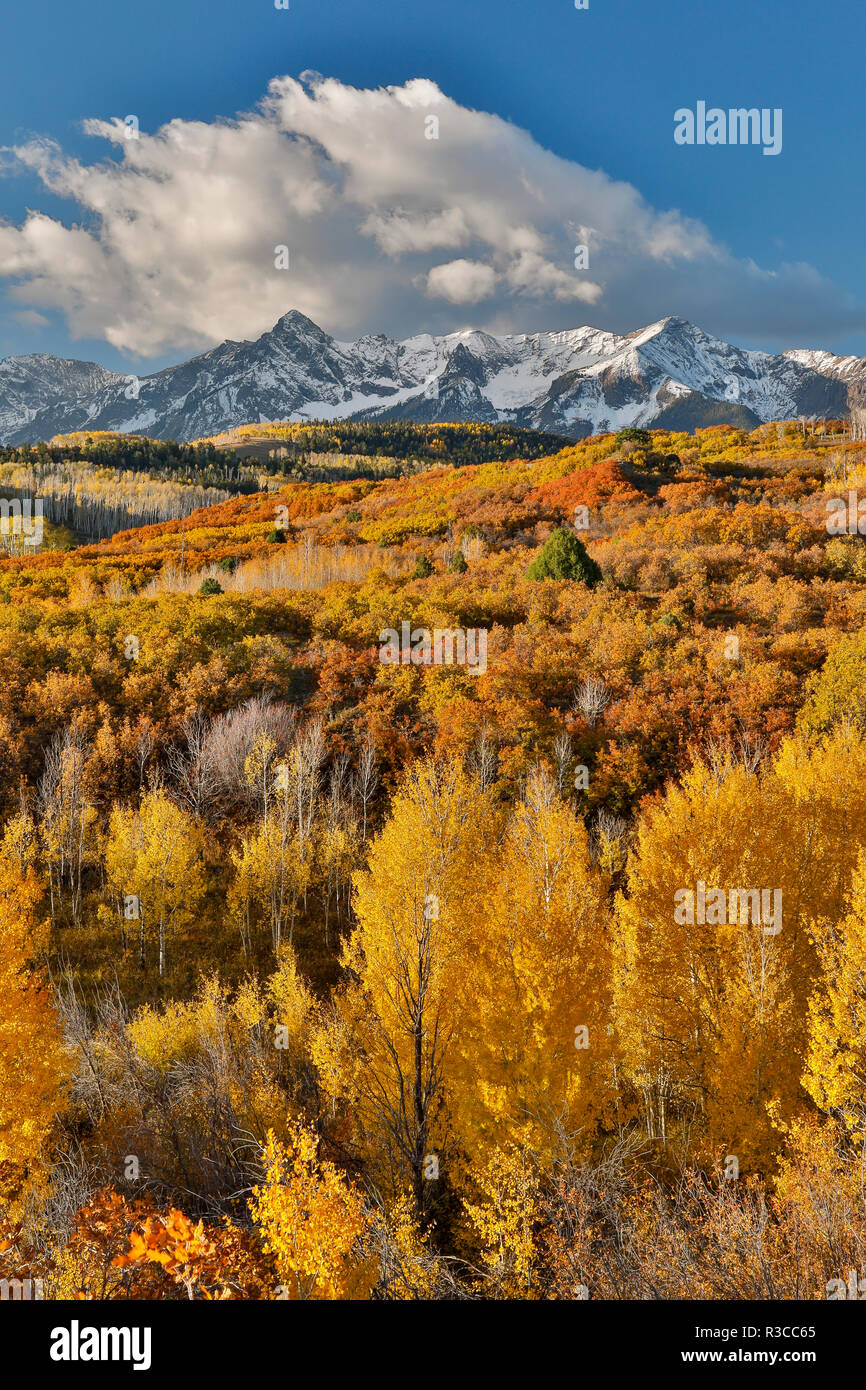 San Juan Mountains from the Dallas Divide morning light on fall colored Oak and Aspen, Colorado. Stock Photo