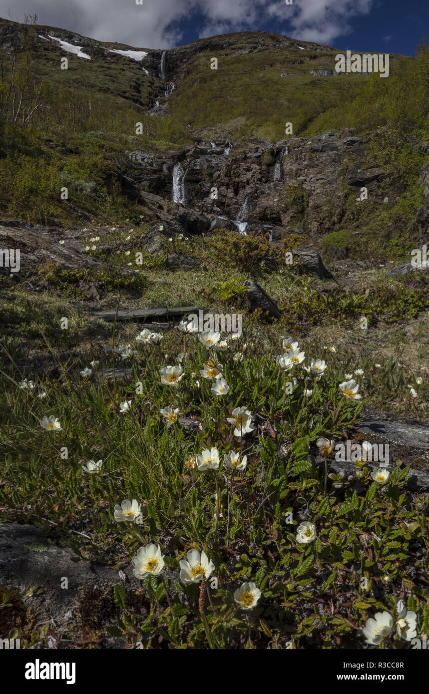 Mountain avens, Dryas octopetala, in flower on the slopes of Mount Njulla, Abisko, Sweden. Stock Photo
