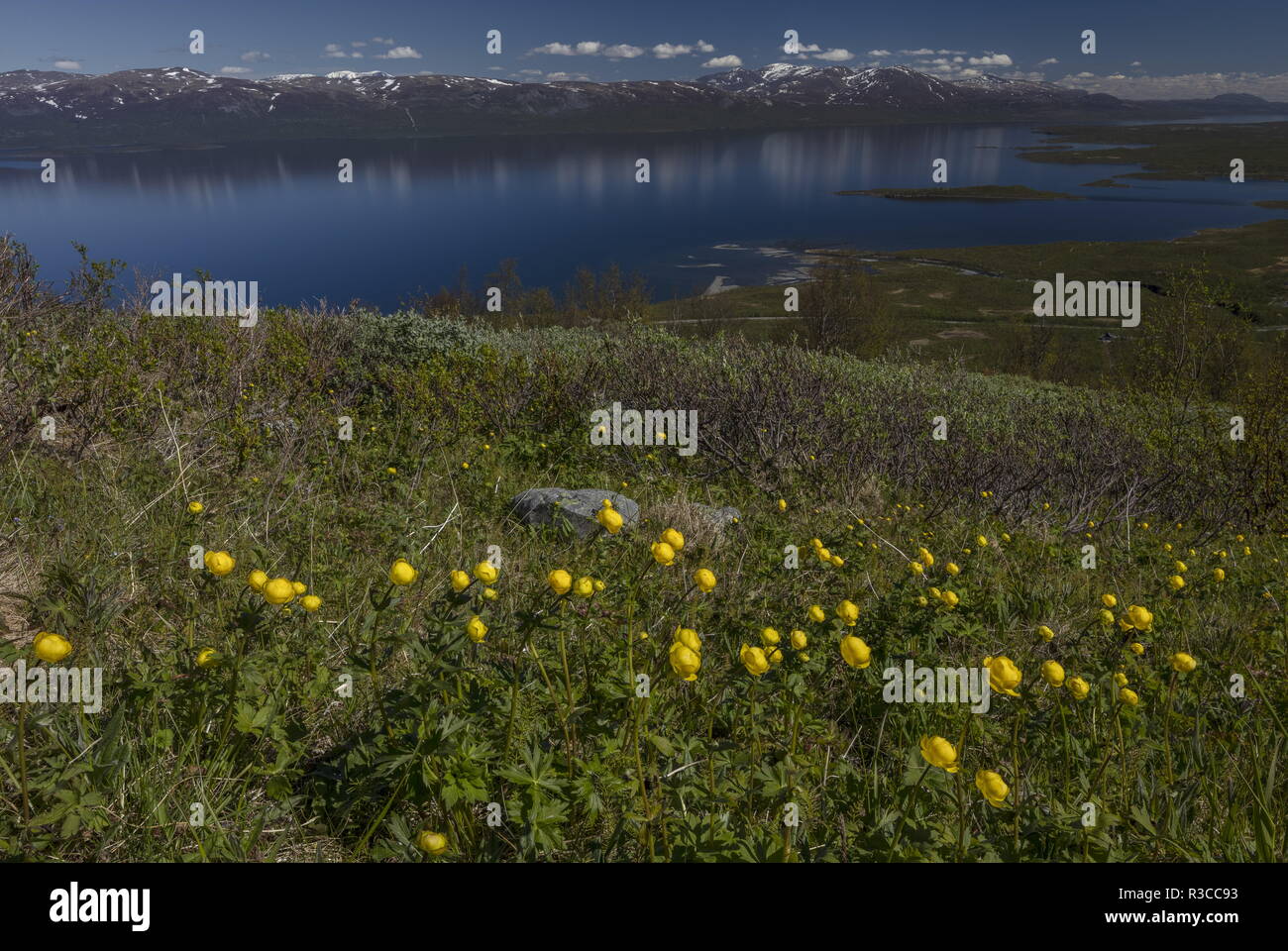 Globeflowers, Trollius europaeus, on Mount Njulla with Lake Torneträsk beyond. Abisko National Park, Sweden. Stock Photo