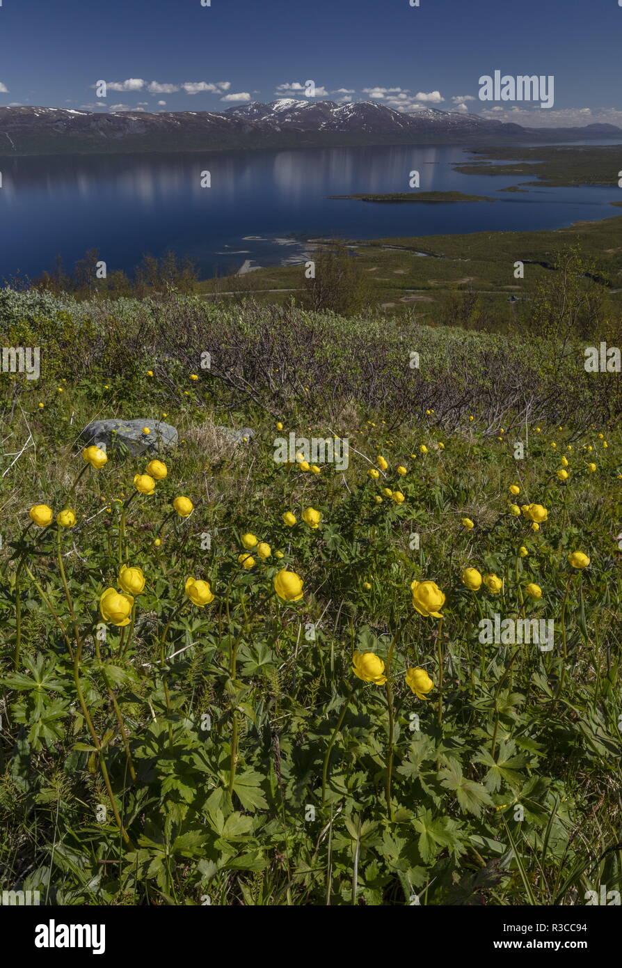 Globeflowers, Trollius europaeus, on Mount Njulla with Lake Torneträsk beyond. Abisko National Park, Sweden. Stock Photo