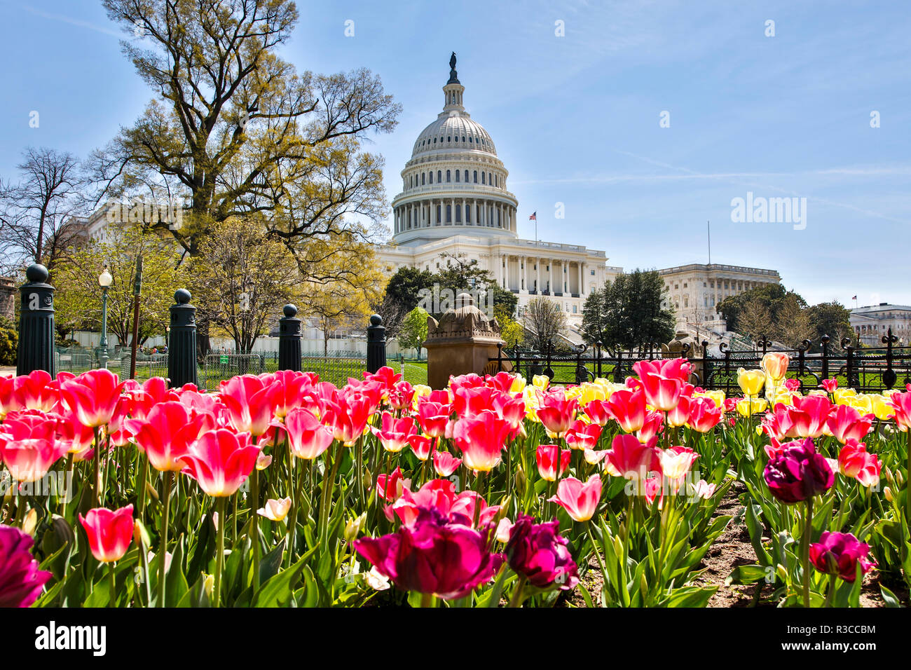 Usa, Washington D.C., United States Capitol Stock Photo