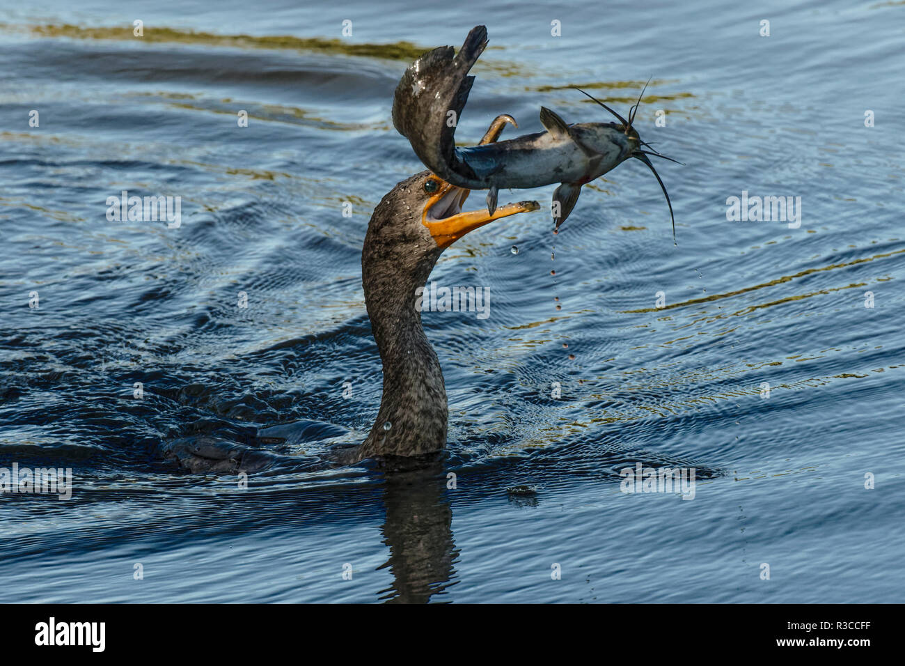 Double-crested cormorant with catfish in beak, Phalacrocorax auritus, Venice Rookery, Venice, Florida. Stock Photo