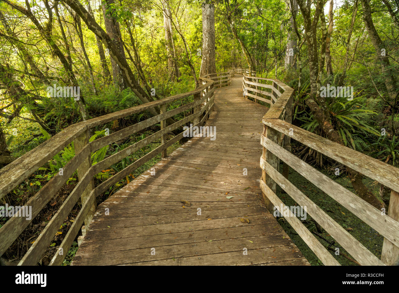 Boardwalk, Corkscrew Swamp Sanctuary, Florida Stock Photo Alamy