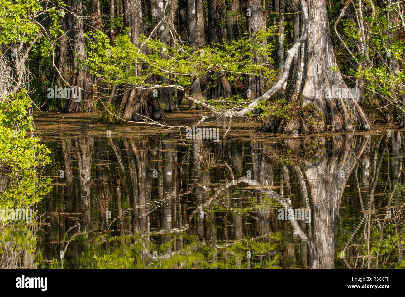 Bald cypress trees and reflection, Six Mile Cypress Slough Preserve, Fort Myers, Florida, Taxodium distichum Stock Photo