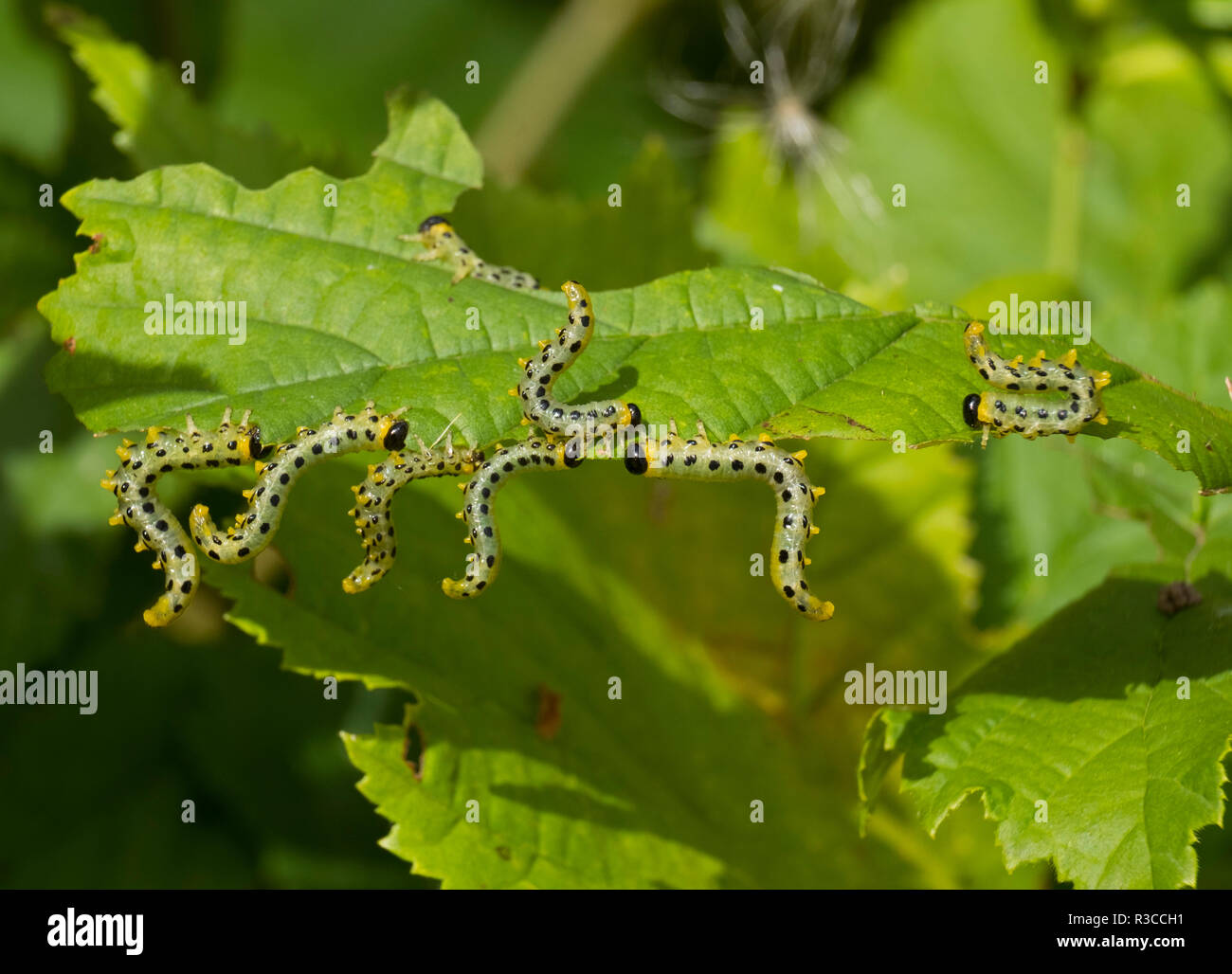 Sawfly caterpillars hires stock photography and images Alamy