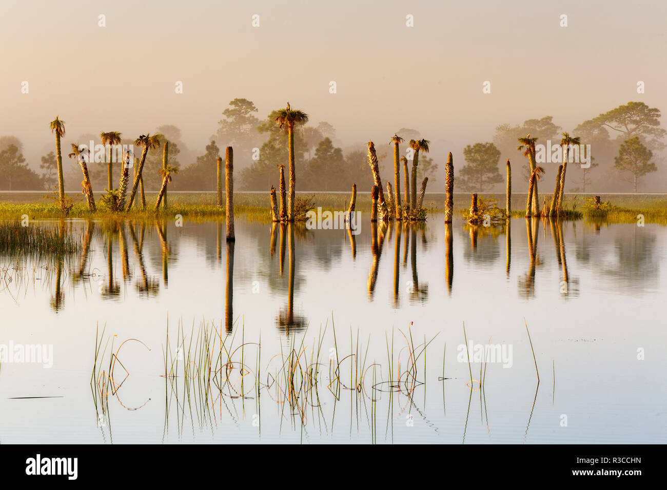 Palm trees at sunrise, Viera Wetlands or Rich Grissom Memorial Wetlands