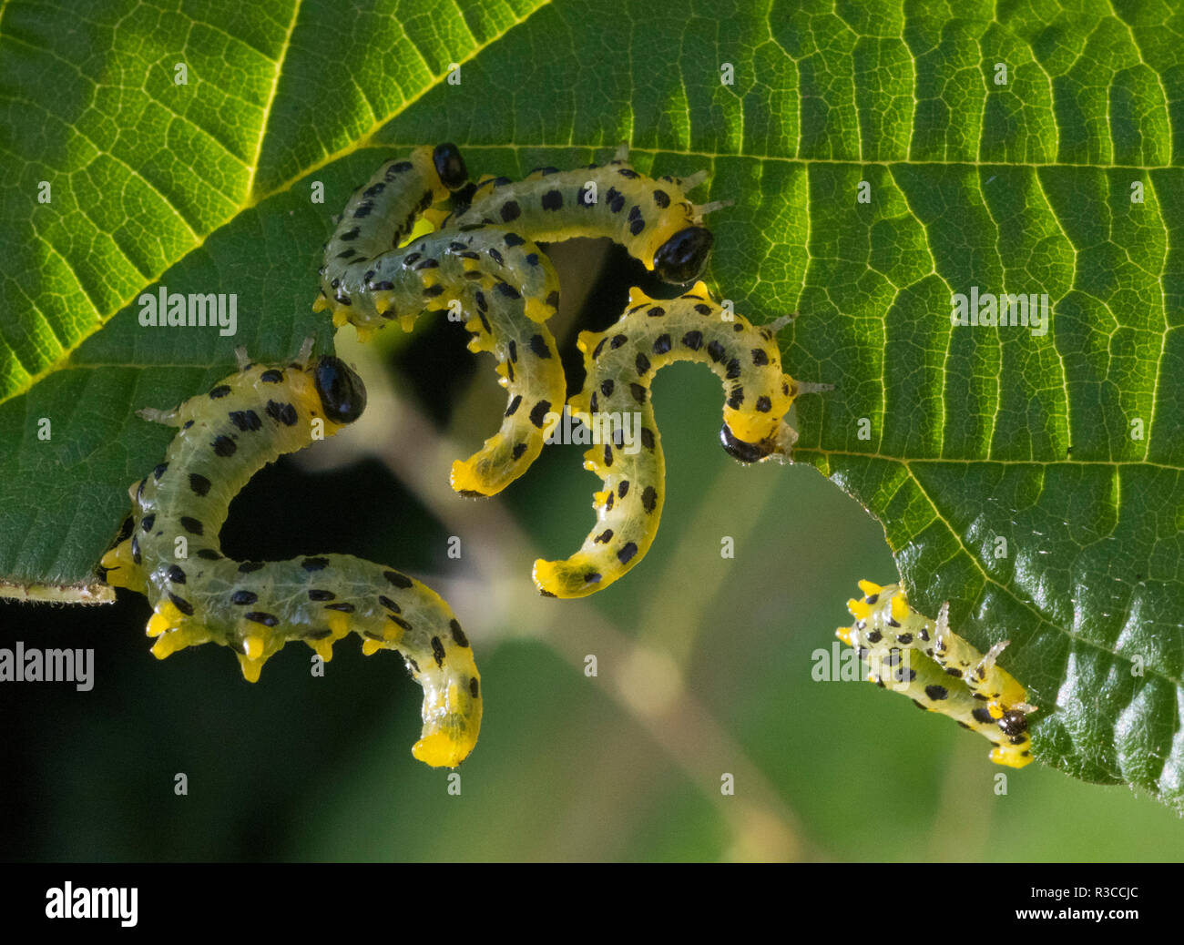 Sawfly caterpillars eating plant leaves, Shropshire, England, UK Stock Photo
