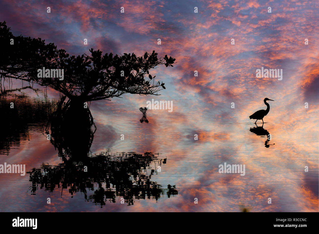 Great blue heron and red mangrove silhouetted at sunset, Merritt National Wildlife Refuge, Florida, Rhizophora mangle, Ardea herodias Stock Photo