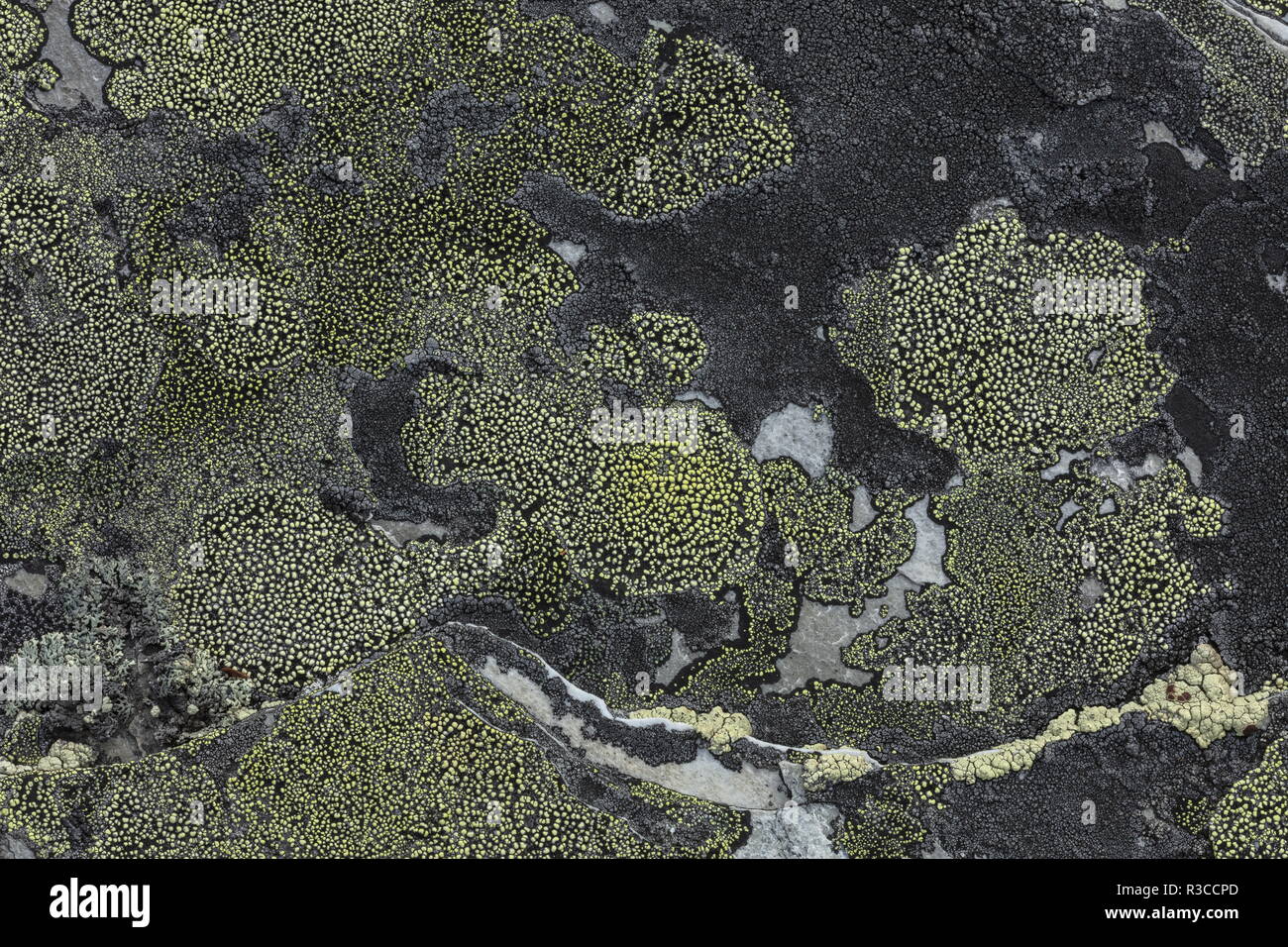 Map lichen, Rhizocarpon geographicum on acidic rock in unpolluted area. Stock Photo