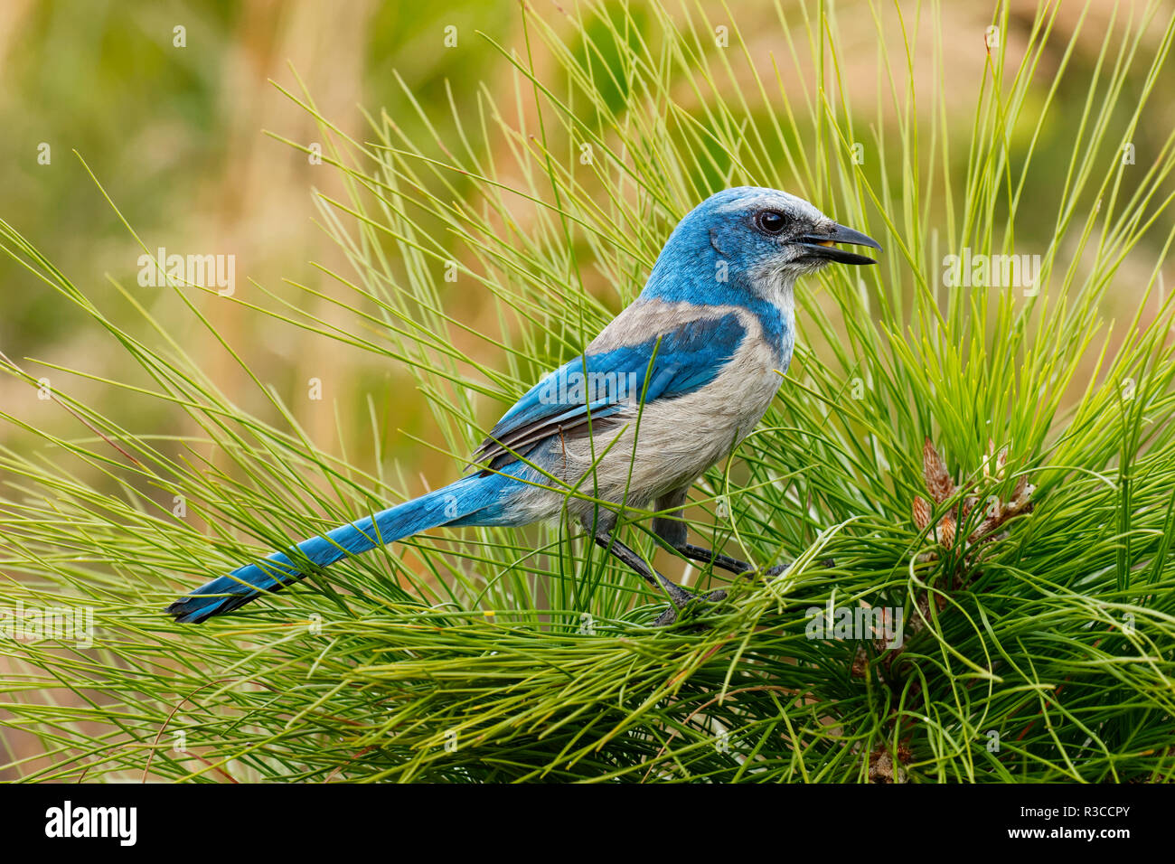 Florida scrub jay, coerulescens, Cruickshank Sanctuary