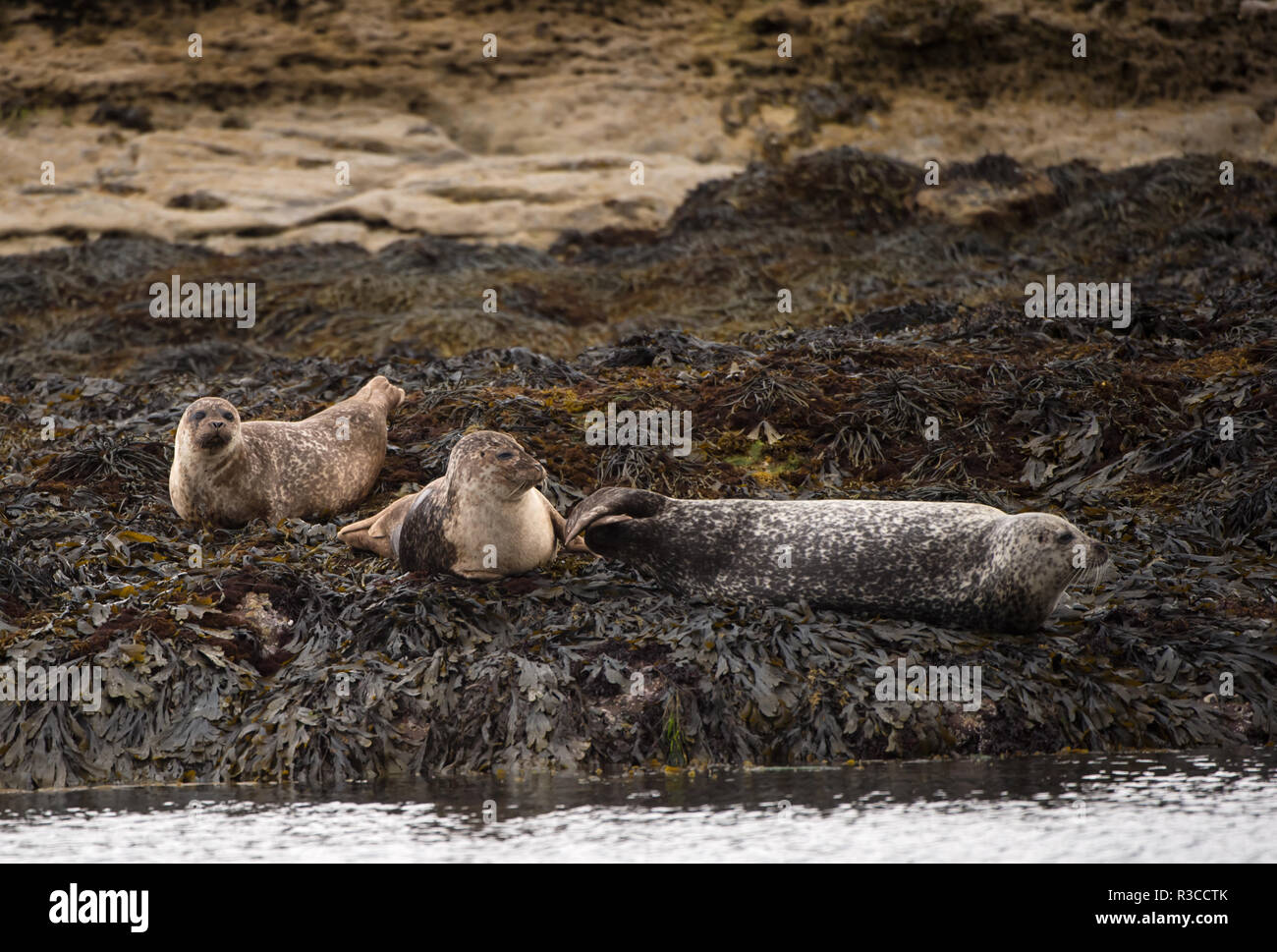 Common Seal, Isle of Mull, Scotland Stock Photo Alamy