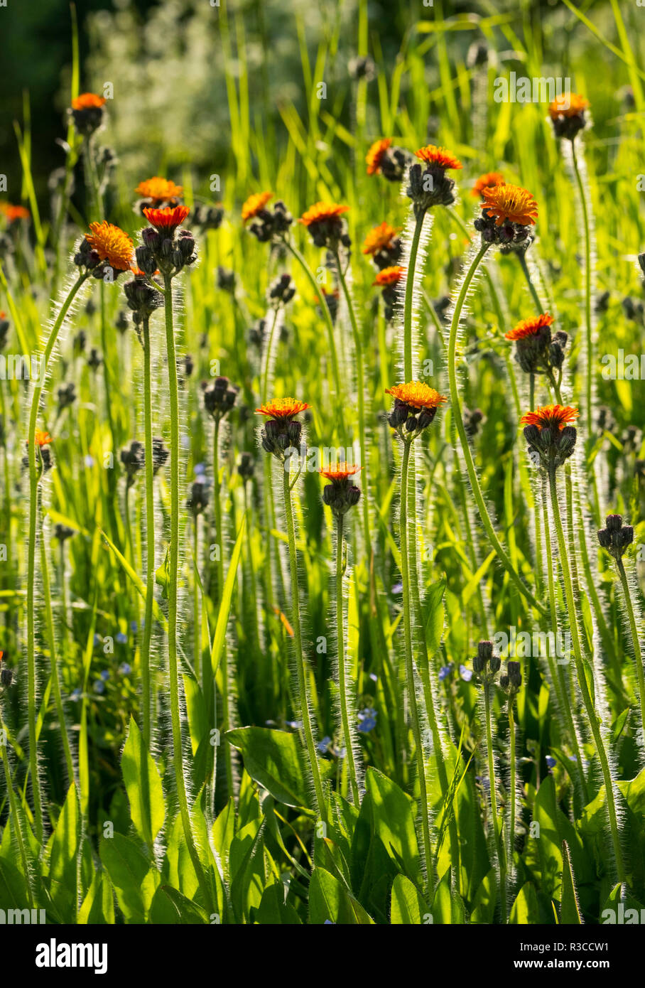 Orange Hawkweed wild flowers growing in a Shropshire garden, England, UK Stock Photo