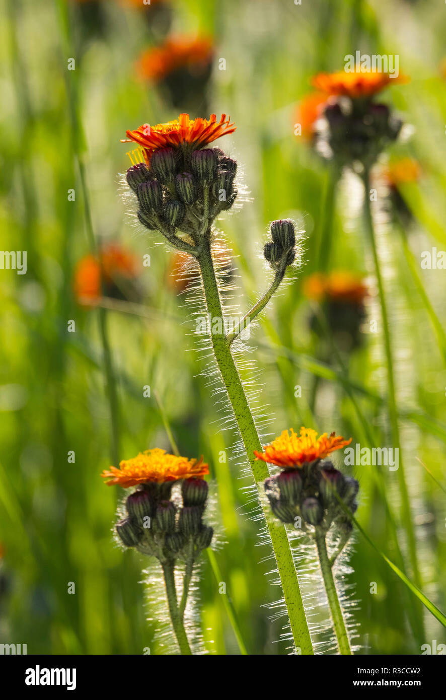 Orange Hawkweed wild flowers growing in a Shropshire garden, England, UK Stock Photo