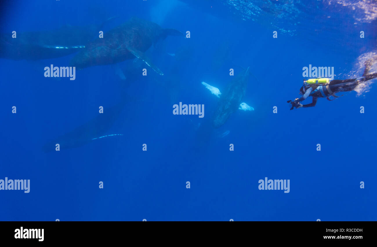 Scuba diver and Humpback Whales (Megaptera novaeangliae), open Pacific