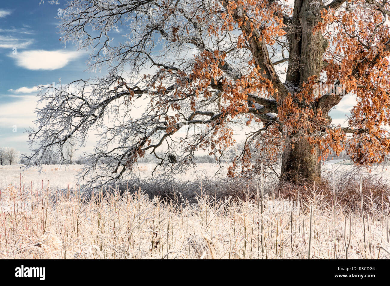 Oak tree encased in ice, Crestwood, Kentucky Stock Photo Alamy