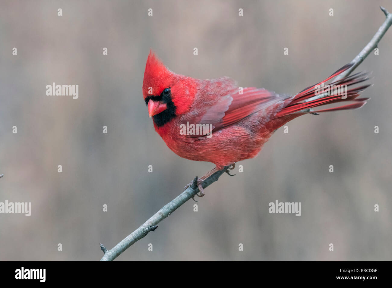 Louisville Kentucky Pronunciations Stock Photo - Image of colorful,  cardinals: 69378982