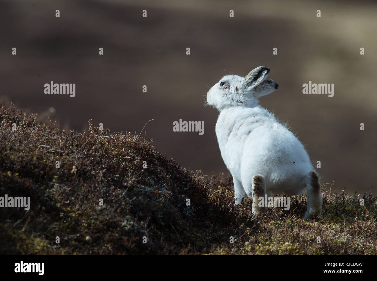 Mountain Hare, Strathdearn, Scottish Highlands, Scotland Stock Photo