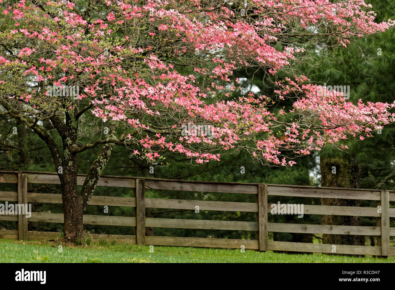 Dogwood Tree High Resolution Stock Photography and Images Alamy
