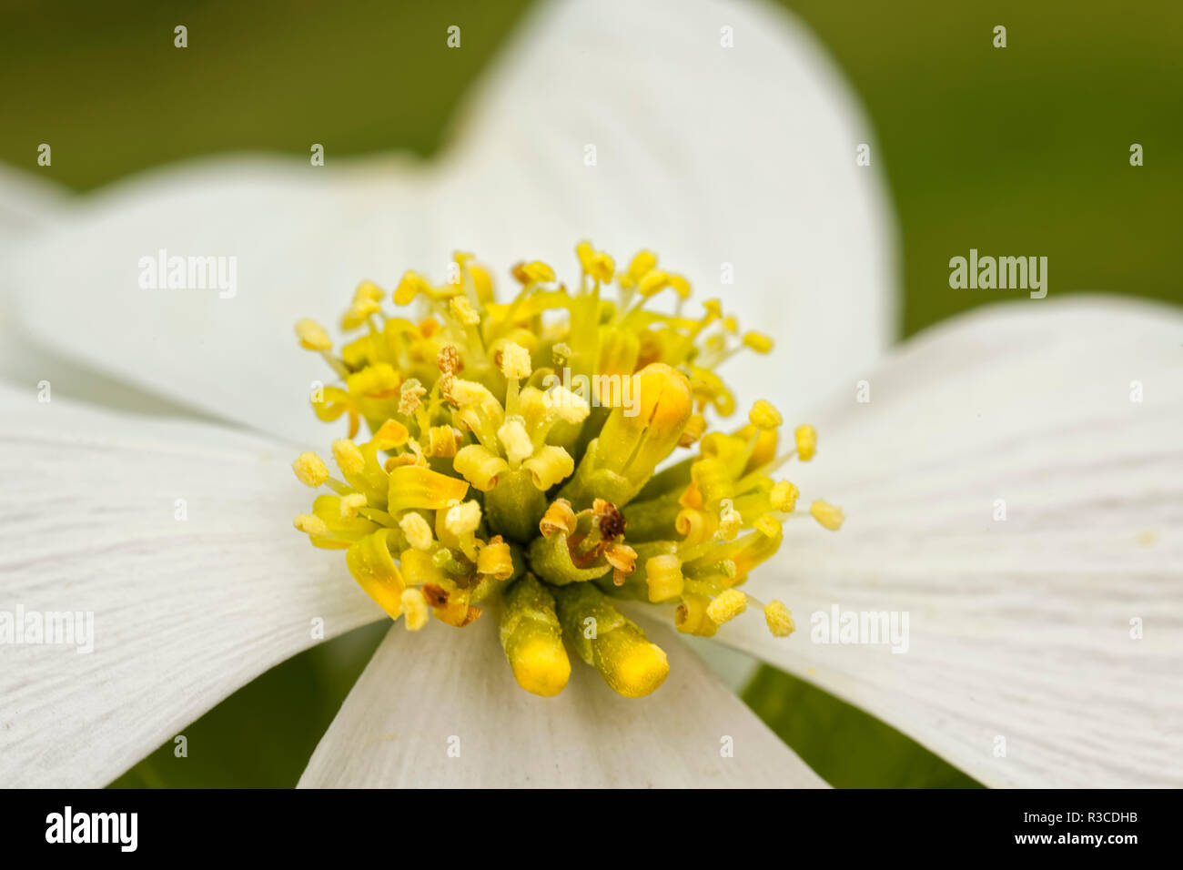 Spring beauty wildflower claytonia virginica hires stock photography