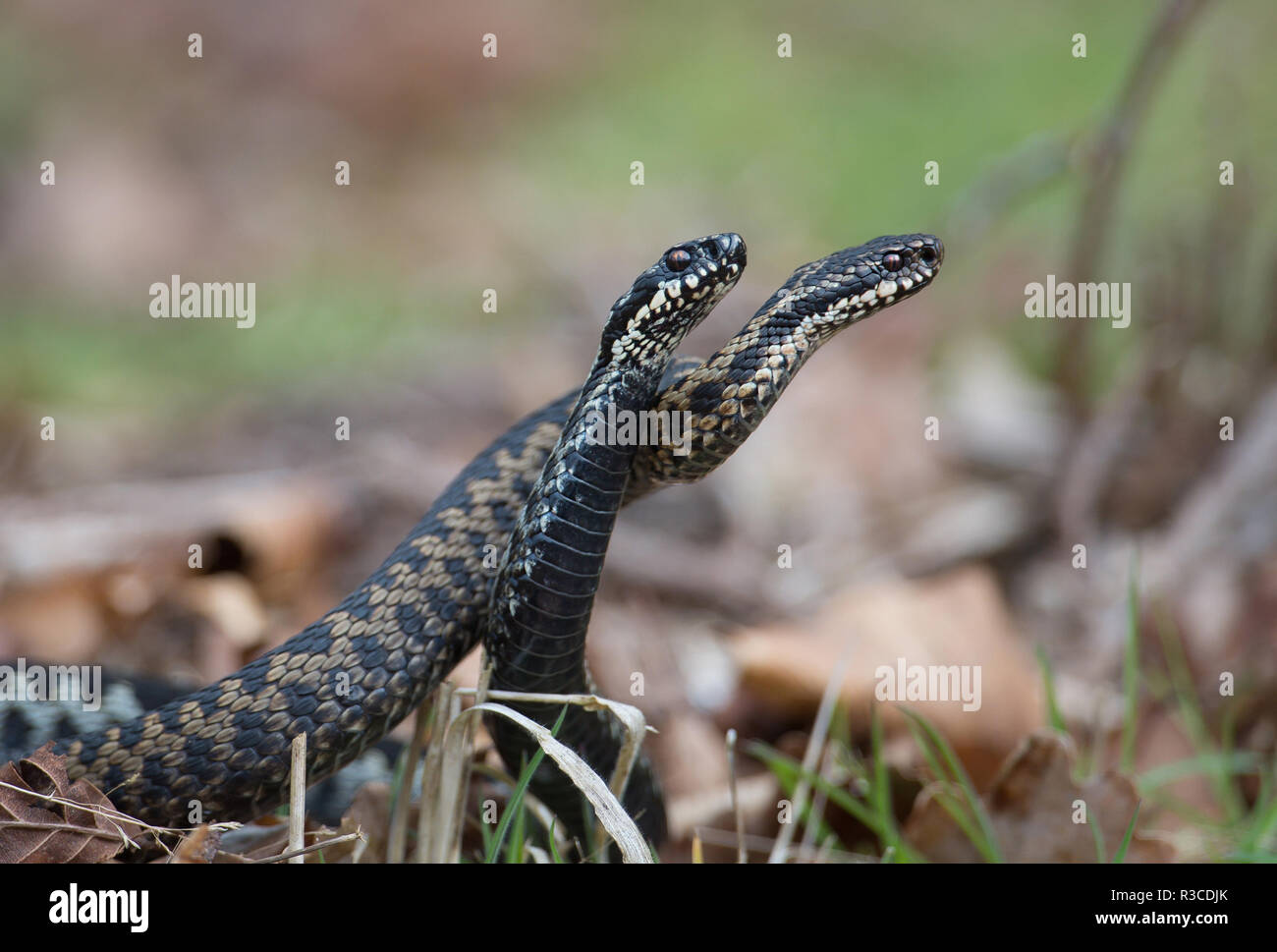 Adders, Minsmere, Suffolk Stock Photo