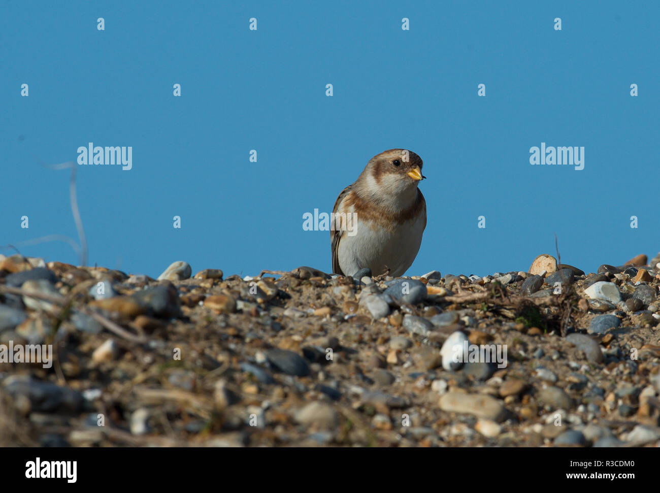 Snow Bunting, Salthouse, Norfolk Stock Photo