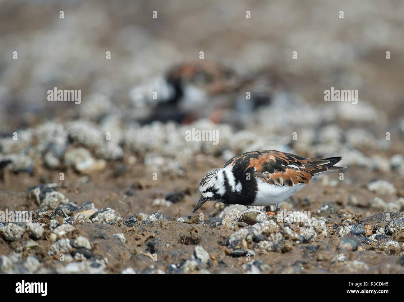 Turnstone, Titchwell beach Stock Photo