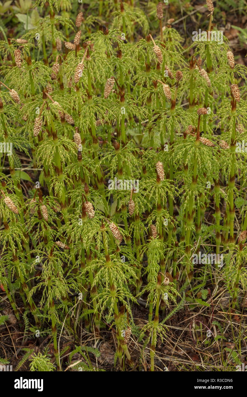 Wood Horsetail, Equisetum sylvaticum, clump with fertile fronds. Stock Photo