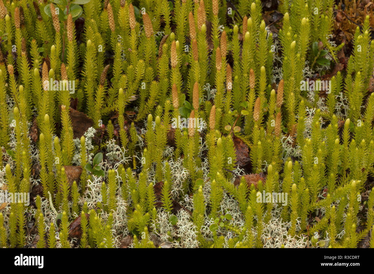 Interrupted club-moss, Lycopodium annotinum, with fertile fronds, in boreal woodland, Sweden. Stock Photo