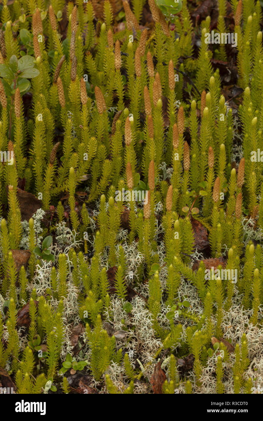 Interrupted club-moss, Lycopodium annotinum, with fertile fronds, in boreal woodland, Sweden. Stock Photo
