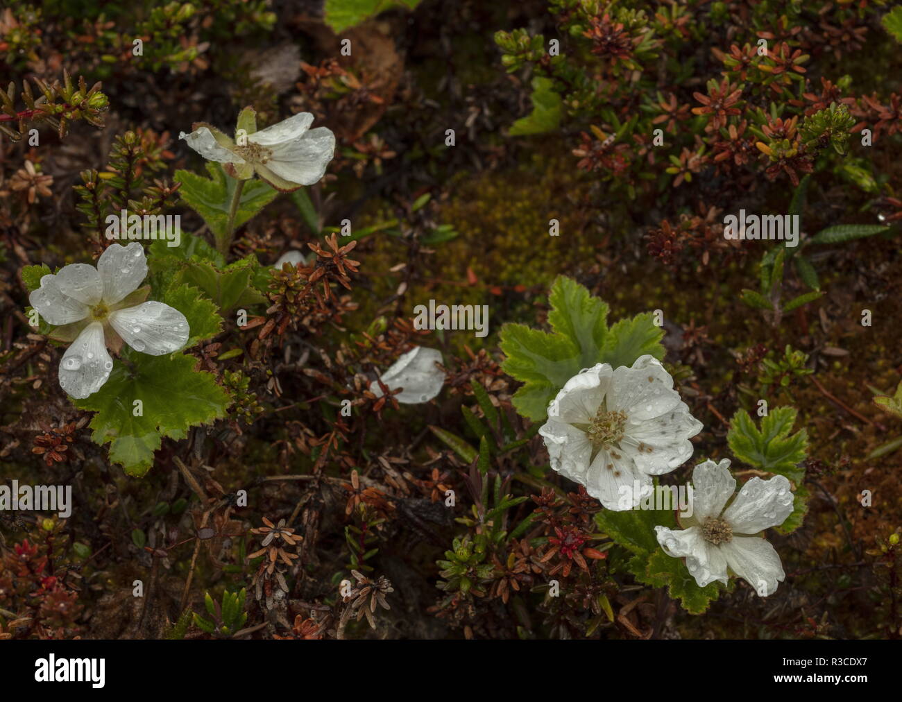 Chamaemorus Stock Photos &amp; Chamaemorus Stock Images Alamy