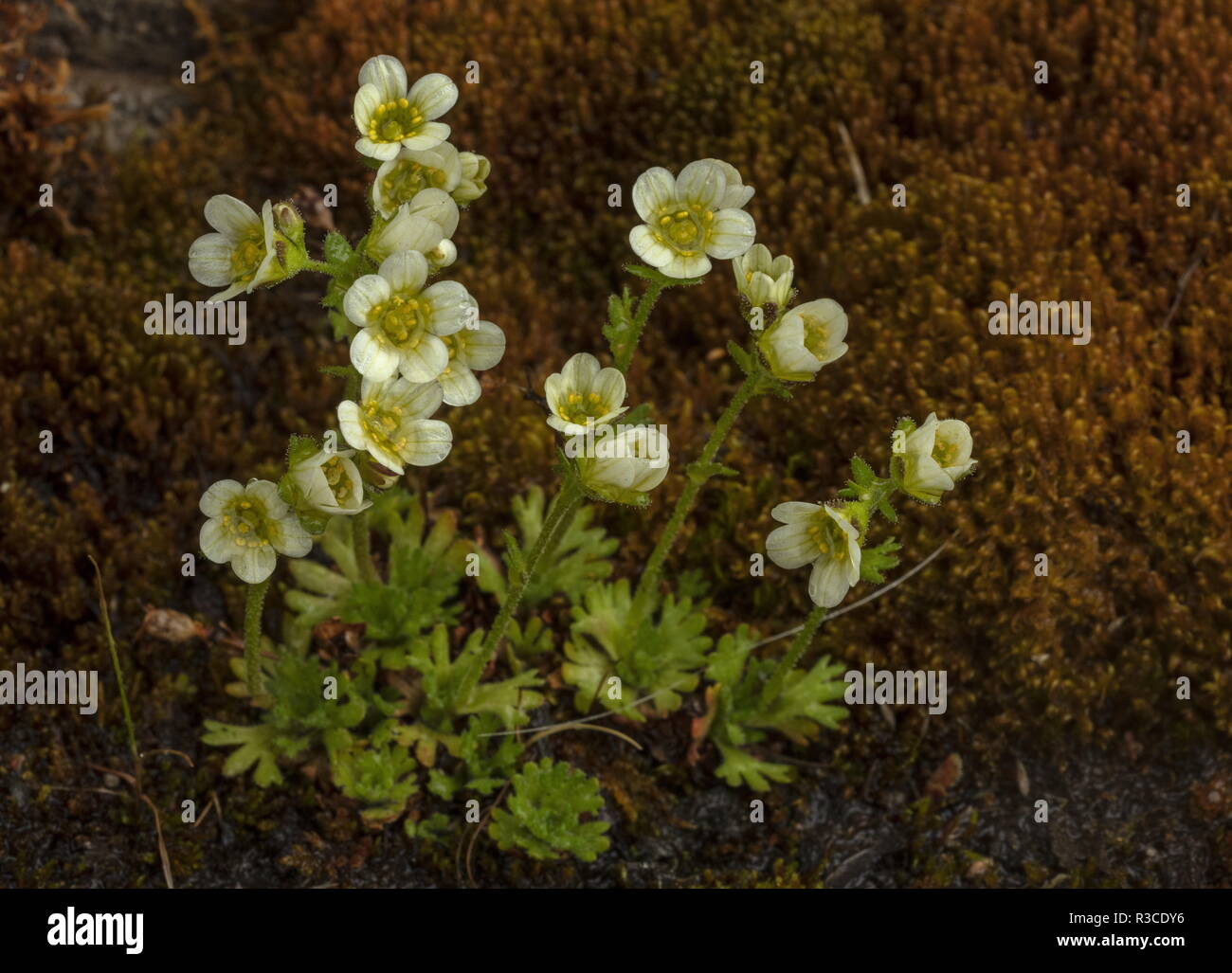 Tufted saxifrage, Saxifraga cespitosa in flower. Very rare in uk. Stock Photo
