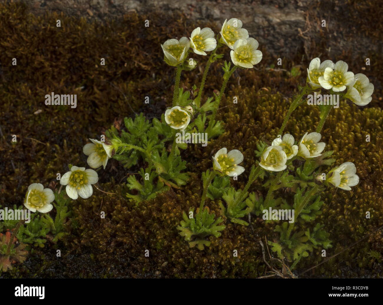 Tufted saxifrage, Saxifraga cespitosa in flower. Very rare in uk. Stock Photo
