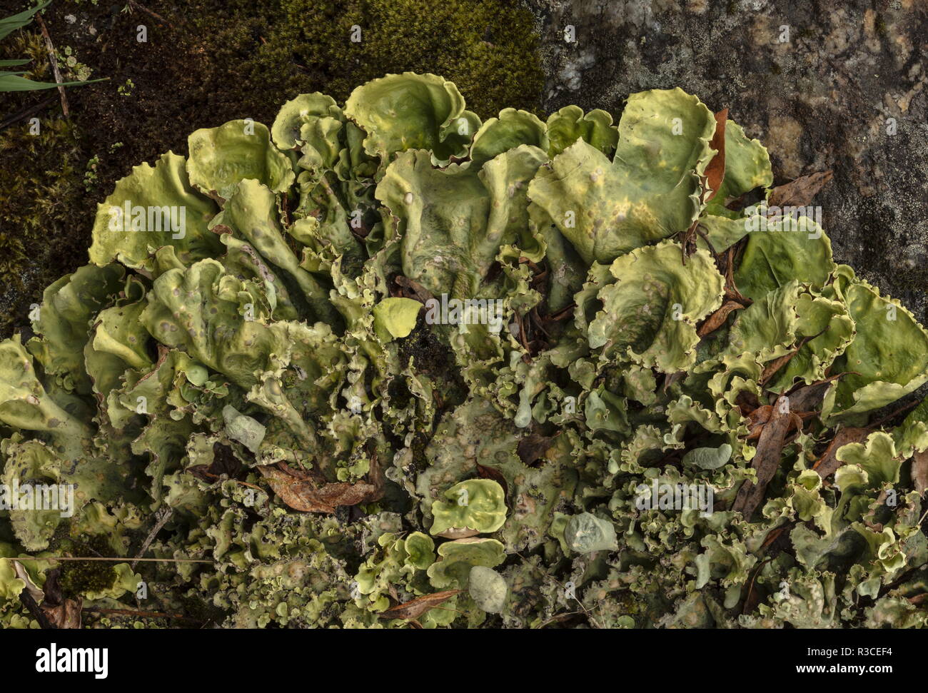 Arctic Kidney Lichen, Nephroma arcticum, in arctic tundra, north Sweden. Stock Photo