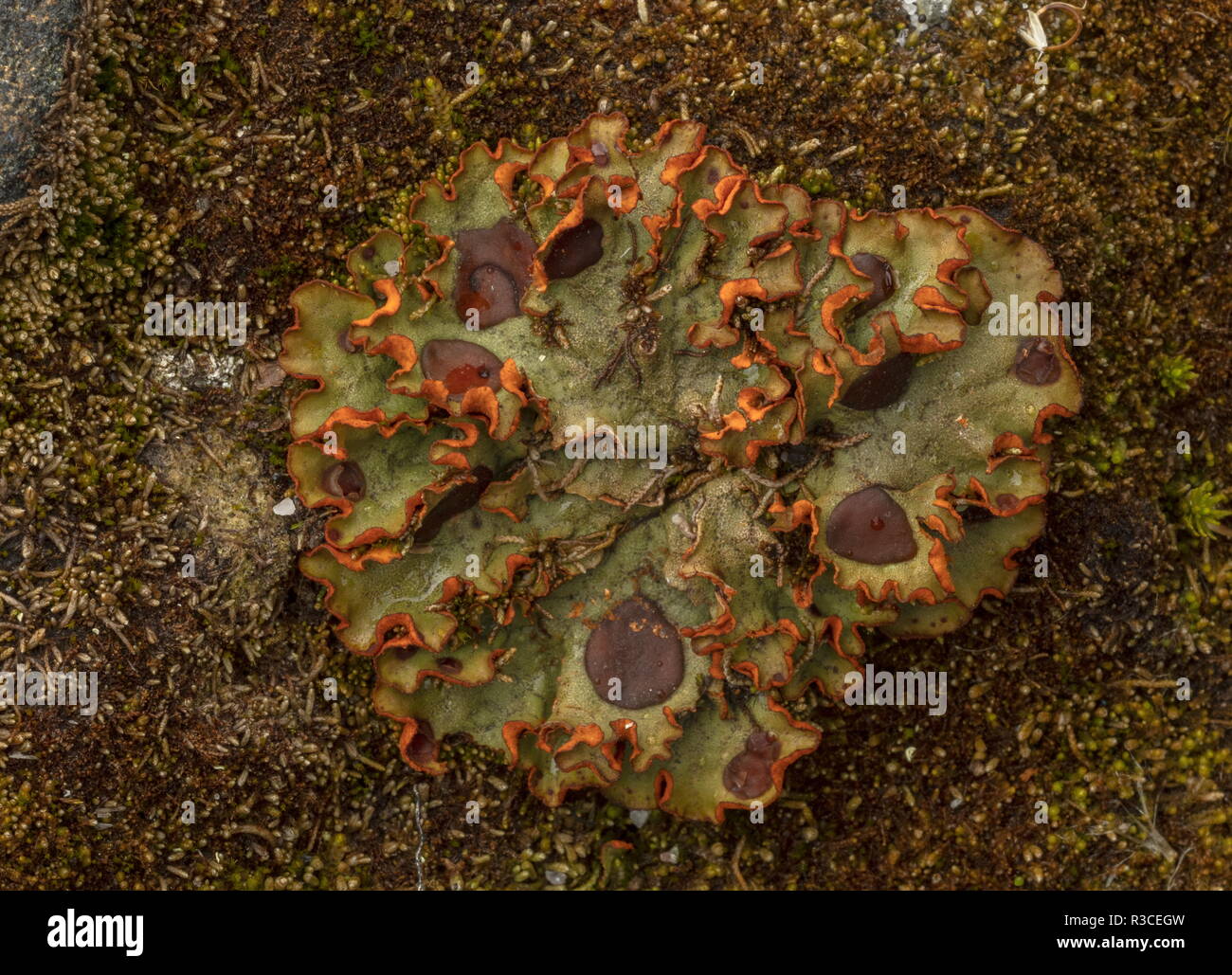 An arctic lichen, Chocolate Chip Lichen, Solorina crocea, in arctic tundra, Sweden. Stock Photo