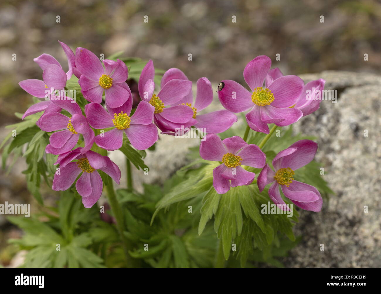 Pink form of Anemone narcissiflora ssp. crinita in flower in garden; from Mongolia-Siberia area. Stock Photo