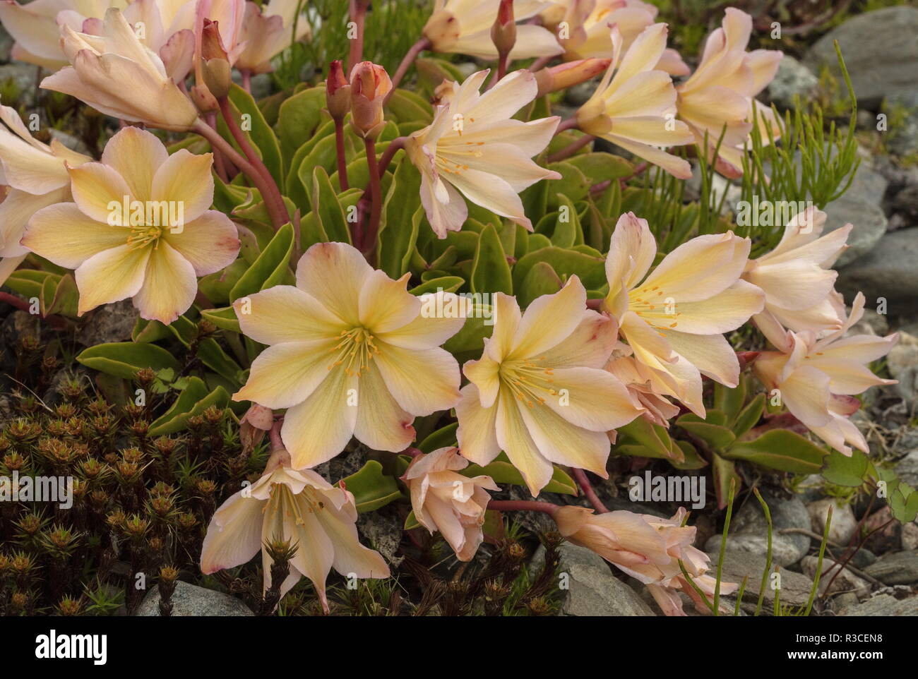 Tweedy's lewisia,  Lewisia tweedii, in flower. Endemic to north-west USA. Stock Photo