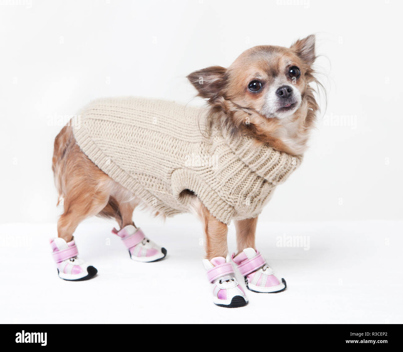 chihuahua with winter clothes Stock Photo - Alamy