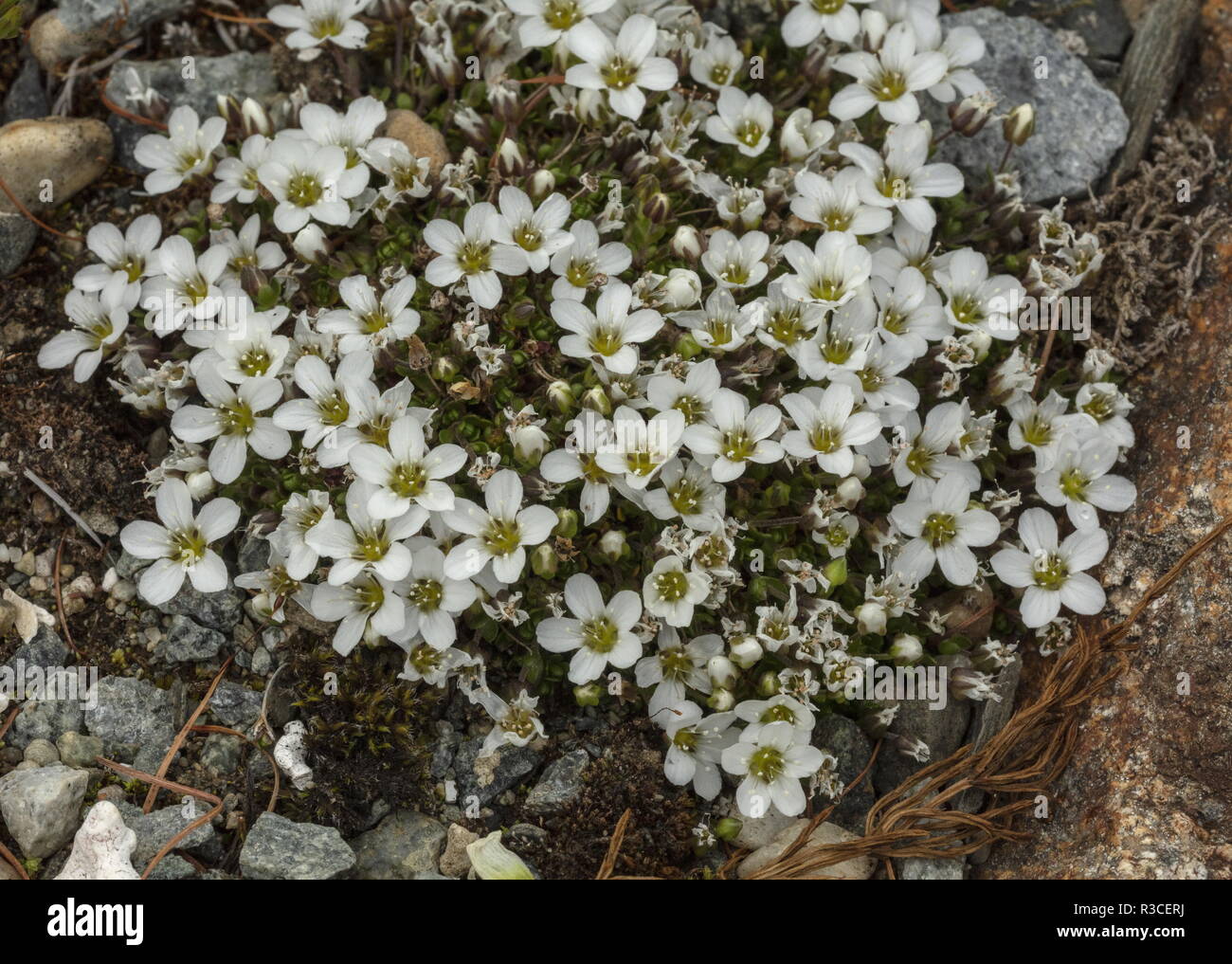Tundra Sandwort, Arenaria pseudofrigida, in flower, arctic Norway. Stock Photo